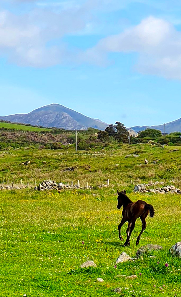 Connemara foal